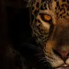 chheetahs