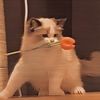 _lemon2