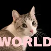 world_6l