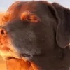 gonzalogod000
