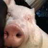 pig.48