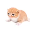 garythecat25