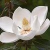 bunga_magnolia1