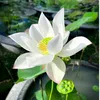 linyumei520