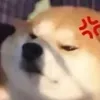 nnhieu09
