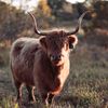 Koolah Creek Highland Cows