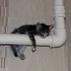 ghooifop