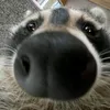 immannoxx8