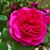om.saif50