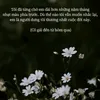 hoanganh8871