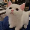user_____1234321