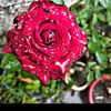 hamza.ahmed296