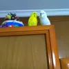 bandcthabudgies