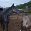 skhprv