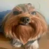 cachorrostrogonoff