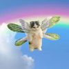 fairypuffcake