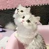 meatylittlecreamball