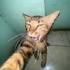 dikasukamancing4
