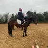 avas_equestrian_journey
