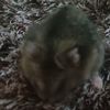 hamster_1un