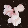 nahid.frotan