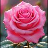 Güllü 🌹 gül 🌹