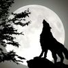 black.wolf1176