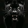 blaq_card