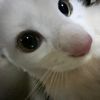 salome._ss