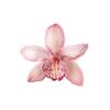 annalena.loves.lilies