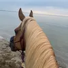 hotti.pferd