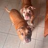 stitch_lilo_seniormutts