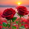 maryam.hussain27