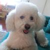 copito.tobby7
