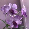 orchid2510