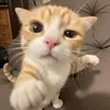 pinkhnsb
