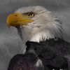 muhammadafzal7294