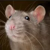 ratatoin2