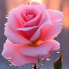itsmeharzadi36