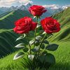 habib1254237394570