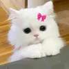 nona.nini777