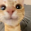 jusehdgdh