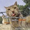 elmer.lopez6806