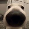 Dan✿