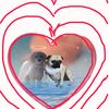 pugs_112214