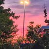 mahi_haya8