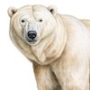 sarah__bearah