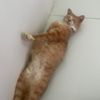 mee.mecank