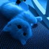 moonshy_3