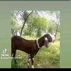 malik04979
